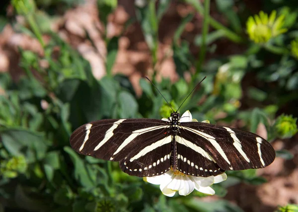 Zebra Uzun Kanat Kelebeği Beyaz Papatya Dinleniyor — Stok fotoğraf