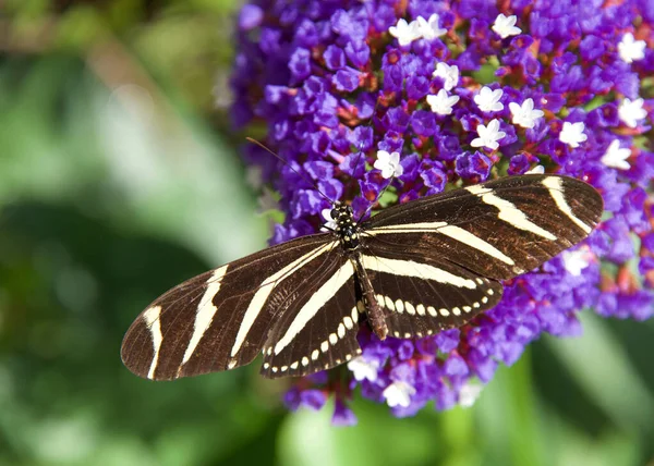 斑马长翅膀蝴蝶栖息在紫色和白色的花朵之上 顶部视图 — 图库照片