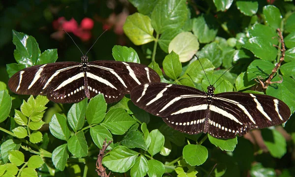 Zwei Zebra Schmetterlinge Mit Langen Flügeln Die Nebeneinander Auf Grünen — Stockfoto