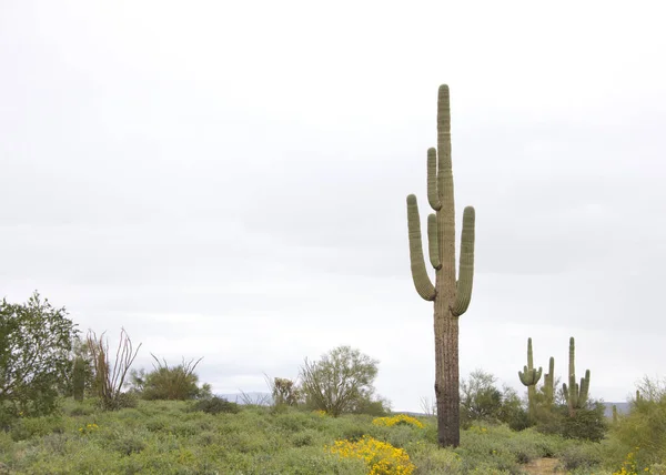 Desert landscape with saguaro cactus, a tree-like cactus species in the monotypic genus Carnegiea, which can grow to be over 40 feet tall. Typical Arizona landscape, storm clouds in background.