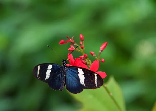 ロングウィング Sara Longwing メキシコからアマゾン川流域やブラジル南部で見られる色鮮やかな種のネオトロピカル ヘリコイド蝶である 赤い花から蜜を飲む — ストック写真