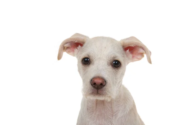 一个可爱的奶油和棕褐色的小狗的近照 4个月大 因白人背景而被隔离 — 图库照片