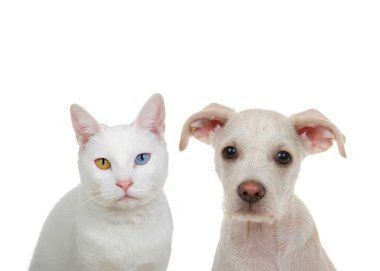 Close up portrait of a white cat with heterochromia, odd eyes, looking directly at viewer with intense stare sitting next to adorable cream and tan terrier puppy. Isolated on white background. clipart