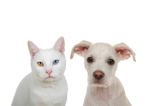 Primer Plano Retrato Gato Blanco Con Heterocromia Ojos Extraños Mirando —  Fotos de Stock