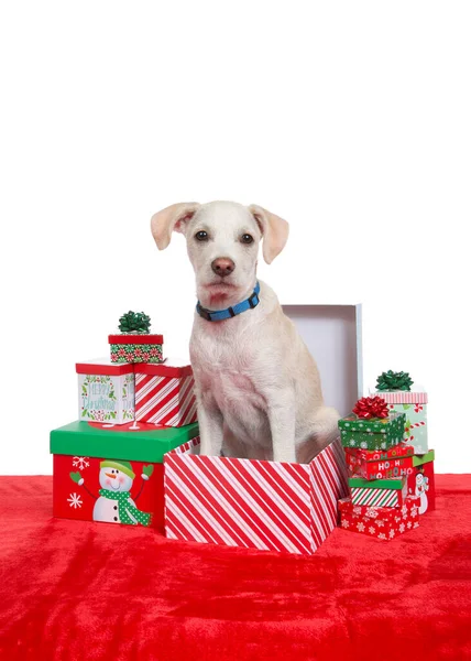 Retrato Filhote Cachorro Adorável Terrier Sentado Uma Caixa Presente Natal — Fotografia de Stock