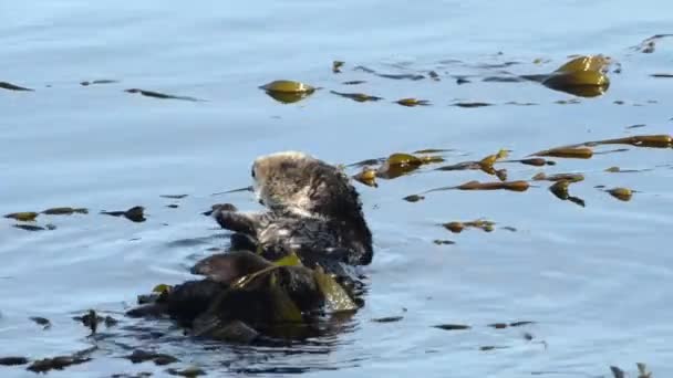 01 _ 03 _ 20 _ 4K HD Video Otter Bathing 1 — стоковое видео