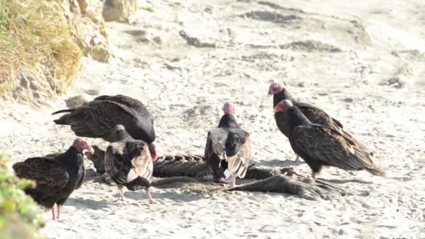 01 _ 03 _ 20 _ 4K HD Video Turkey Vultures 1 — стоковое видео