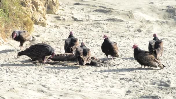 01 _ 03 _ 20 _ 4K HD Video Turkey Vultures 2 — стоковое видео