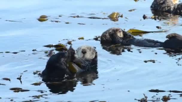 01 _ 03 _ 20 _ 4K HD Video Otter Bathing 2 — Stok Video