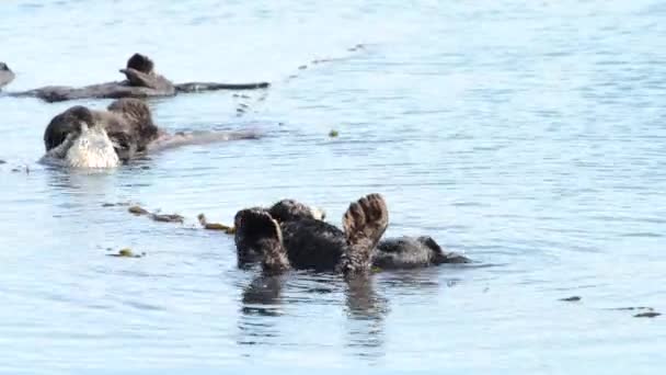 01_04_20_4K HD Video Mother otters bathing babies 1 — Stock Video