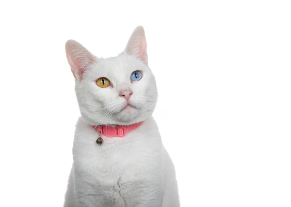 一只有着异色 奇怪的眼睛 戴着带铃铛的粉色领子的白猫的近照 微微抬起头 好奇地看着观众 — 图库照片