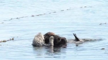 01 _ 04 _ 20 _ 4K HD Video Anne Su samurları bebekleri yıkıyor 3