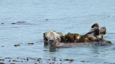 01 _ 04 _ 20 _ 4K HD Video Anne su samurları bebekleri yıkıyor 4