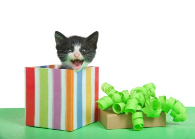 Şirin smokinli siyah beyaz kedi yavrusu yeşil bir masanın üzerinde oturan yeşil kıvırcık fiyonklu kapaklı bayram çizgili bir hediyeyle tepe taklak duruyor. Beyazda izole edilmiş. Kedi miyavlıyor, izleyiciye bakıyor..