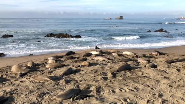 01 _ 05 _ 20 _ 4K HD Video Elephant Seals 3 — Stock video