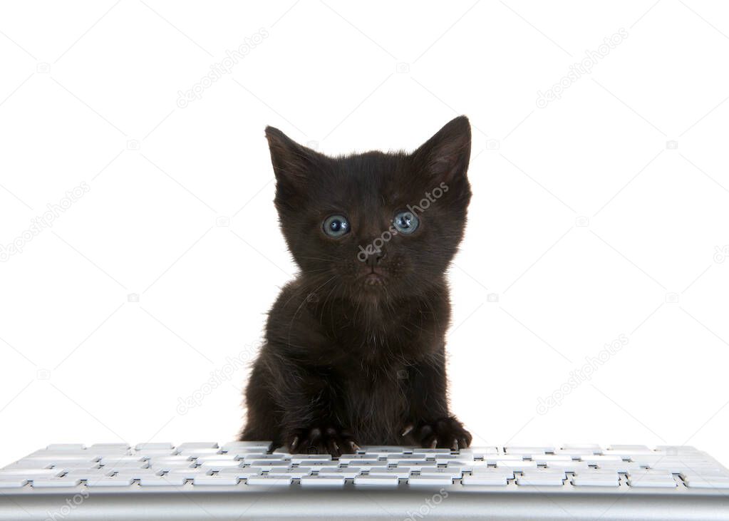 adorable tiny black kitten with blue eyes peaking over a computer keyboard isolated on white background, looking directly at viewer with perplexed expression.