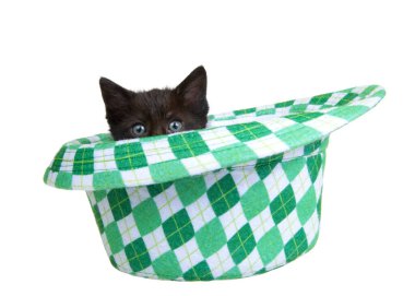 One black kitten peaking out of a Saint Patrick's Day themed green checkered fedora style hat, isolated on white background. Fun holiday theme with cats clipart