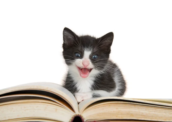 Küçük sevimli siyah beyaz smokinli kedi yavrusu büyük bir hikaye kitabının üzerinde oturuyor, ağzı açık, doğrudan izleyiciye bakıyor. Beyazda izole edilmiş
