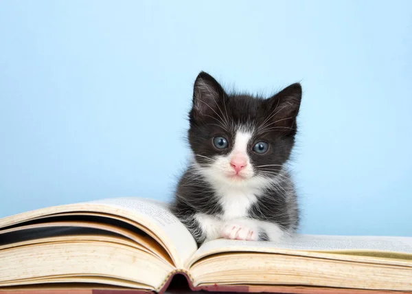Küçük sevimli siyah beyaz smokinli kedi yavrusu büyük hikaye kitabının üzerinde oturuyor, mavi arkaplan. İzleyiciye bakıyorum..
