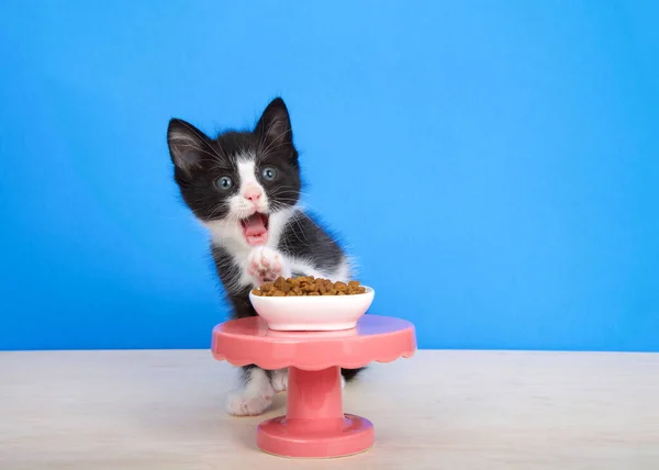 턱시도 고양이는 바닥에 받침대 테이블 사향고양이 크기의 음식을 구경하는 구경꾼들 — 스톡 사진