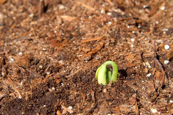 Organikus Házi Kert Első Zöldbab Csírázás Kibontakozik Ahogy Kiemelkedik Talajból — Stock Fotó