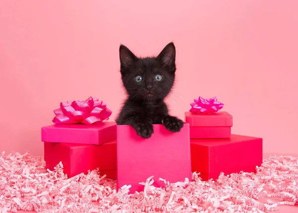 분홍색 고양이는 분홍색 선물에 배경에 분홍색 조각이 호기심어린 표정으로 시청자를 — 스톡 사진
