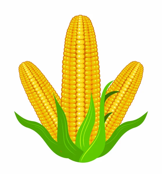 Vector Illustration Realistic Corn Design Eps Format — Stock Vector