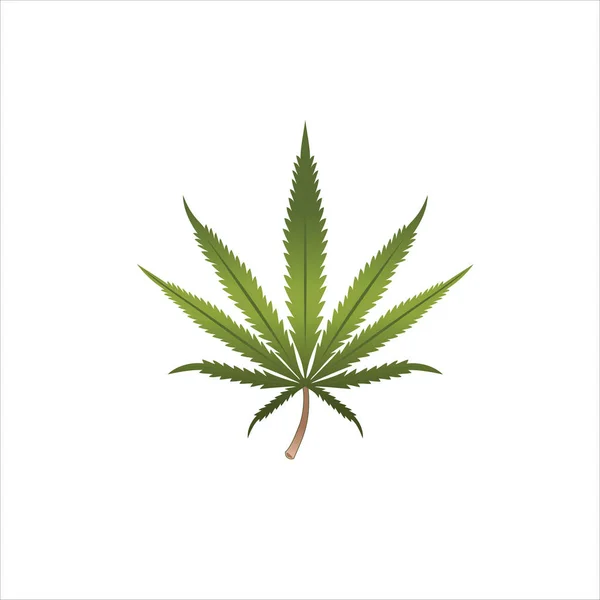 Formato Vectorial Realista Diseño Hojas Marihuana Adecuado Para Sus Necesidades — Archivo Imágenes Vectoriales