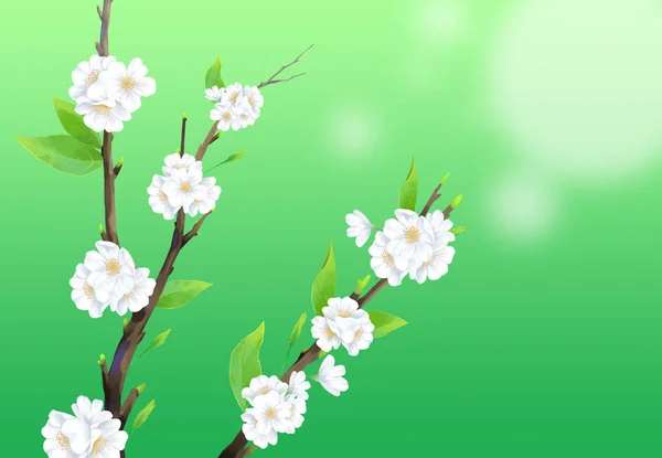 Detailní Květ Třešně Ilustrace Zeleným Pozadím — Stockový vektor