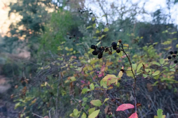 Amoras silvestres no outono na província de Sierra Norte de Sevilha Espanha — Fotografia de Stock