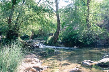 Seville İspanya 'nın Sierra Norte ilinde, sonbaharda Galerideki orman dereyle kesişti.