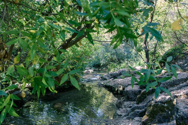 Foresta in galleria attraversata dal torrente in autunno Sierra Norte provincia di Siviglia Spagna — Foto Stock