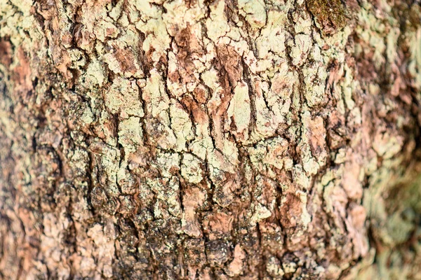 Close Bark Olive Wood Log Background — Stock Photo, Image