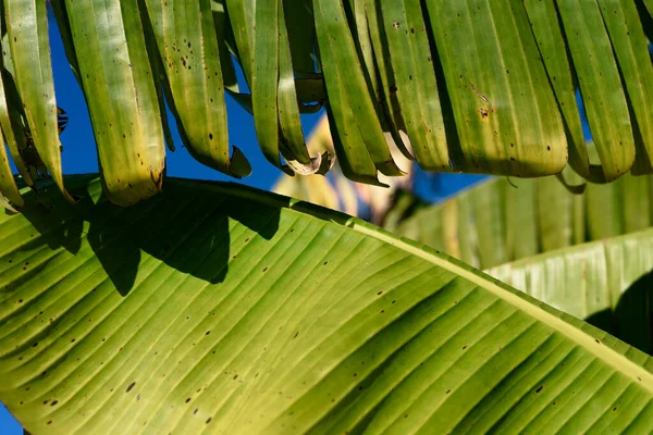 Detail of the leaves of a banana tree on a sunny day. Musa acuminata Colla