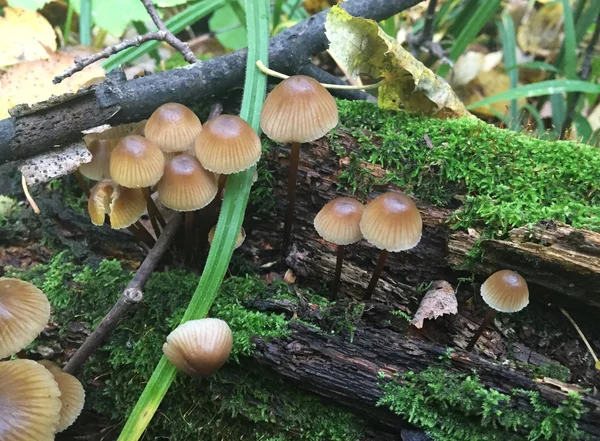 Wild mushrooms Forest — Stock Photo, Image