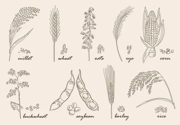 手描きの穀物 — ストックベクタ
