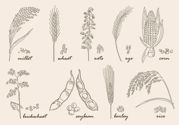 手绘谷物 — 图库矢量图片