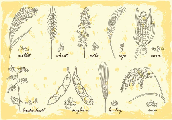 Elle çizilmiş tahıllar