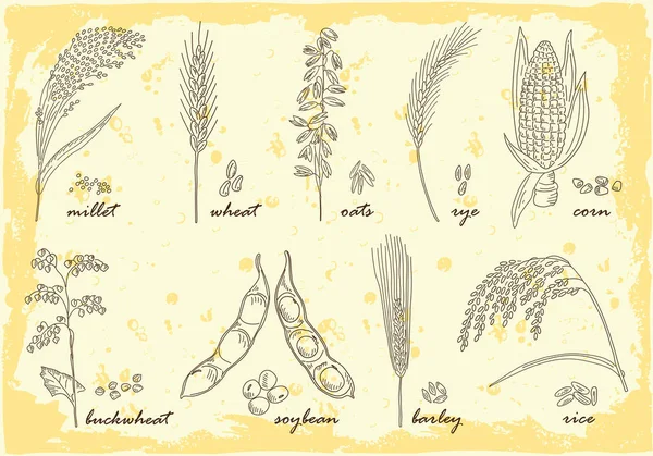 Cereais desenhados à mão — Vetor de Stock