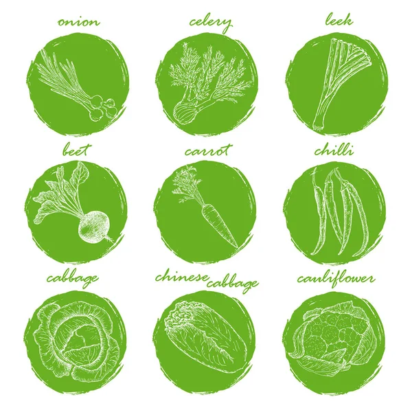 Sketches of various vegetables — Stock Vector