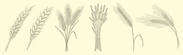 小麦の穂 — ストックベクタ
