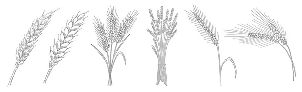 麦穗 — 图库矢量图片