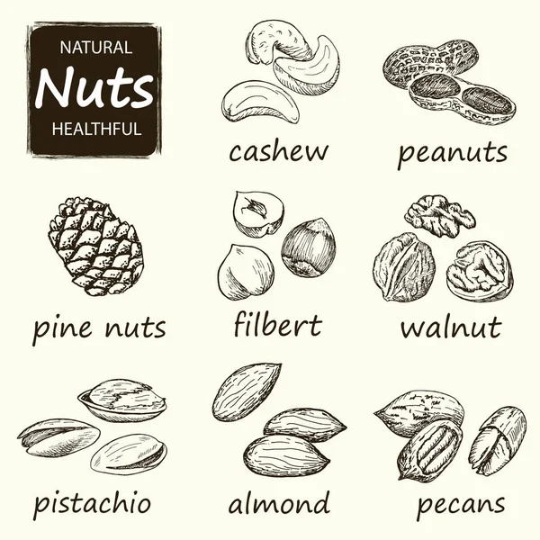 Nuts set. Hand drawn vintage illustration. — Stock Vector