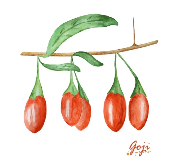 Aquarelle baies de goji — Image vectorielle