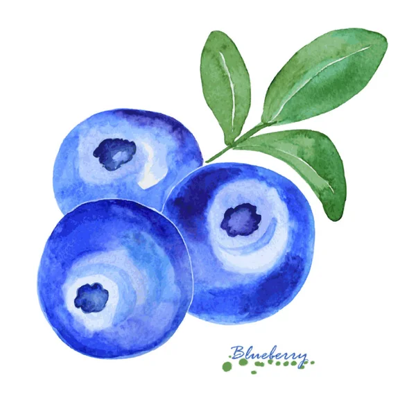 水彩蓝浆果. — 图库矢量图片