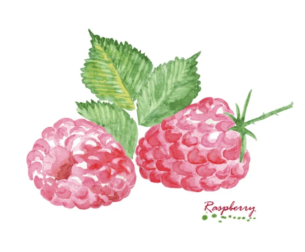 白色背景上的水彩树莓. — 图库矢量图片