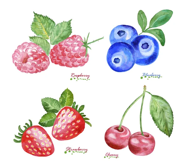 Watercolor Berries on white background. — Stock Vector