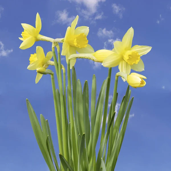Fiore di Narciso giallo — Foto Stock