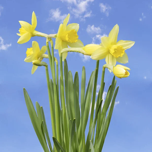 黄色のダフォジルの花 — ストック写真