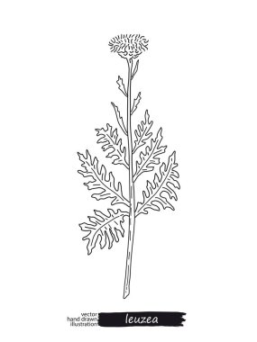 Leuzea izole vektör kroki